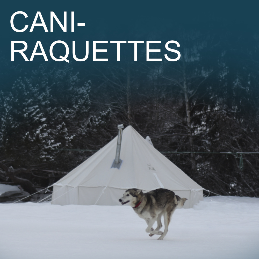 cani-raquettes